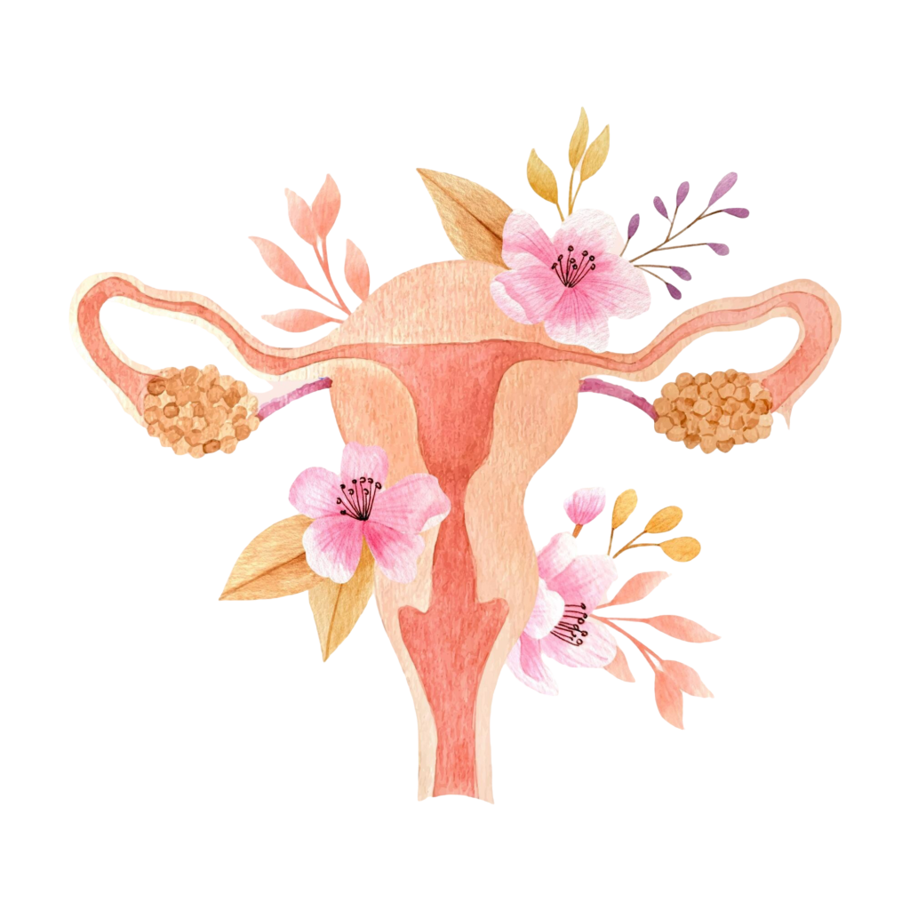 Fertilidade | Ovulação | Gravidez | Loja da Fertilidade Trompas De Falópio