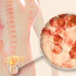 Fertilidade | Ovulação | Gravidez | Loja da Fertilidade