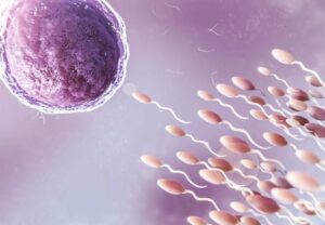 Fertilidade | Ovulação | Gravidez | Loja da Fertilidade