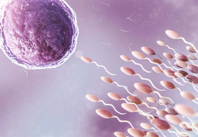 Fertilidade | Ovulação | Gravidez | Loja da Fertilidade