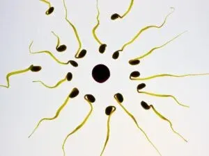 Read more about the article Baixa Reserva Ovárica – Qual a sua influência na fertilidade?