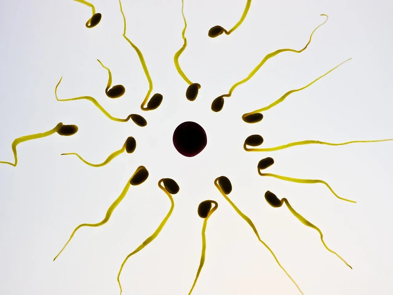 Read more about the article Baixa Reserva Ovárica – Qual a sua influência na fertilidade?